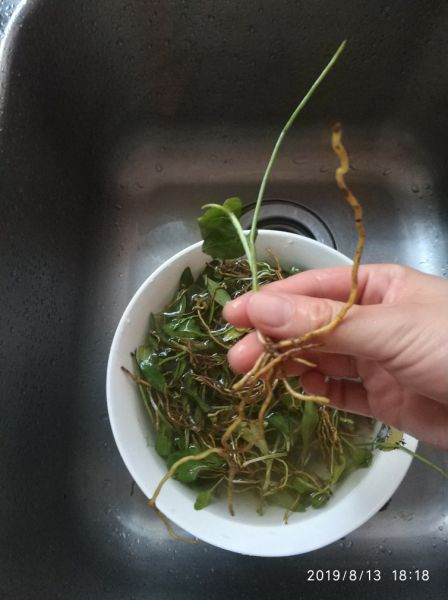 第6步(清热解毒:一支箭炖老鸭汤的做法)