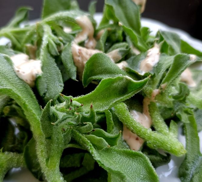 冰草沙拉成品图