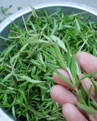 浆水菜 石头菜版的做法 菜谱大杂烩